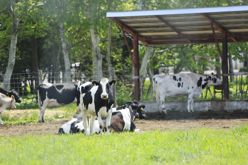 酪農⇒楽農を目指す最先端牛舎プロジェクト